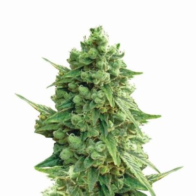 Nirvana - Hawaii Maui Waui Auto