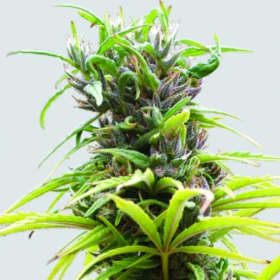 Nirvana - Hawaii Maui Waui regular