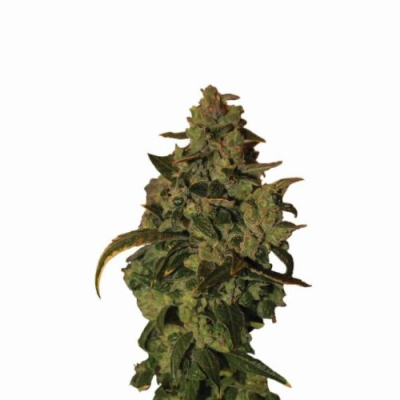 Nirvana - Auto Somango XXL