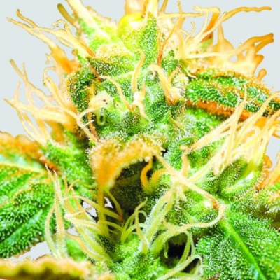 Nirvana - Jock Horror regular