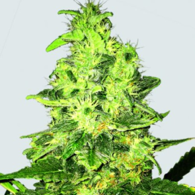 Nirvana - Super Skunk regular