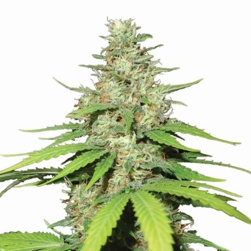 Nirvana - Top-44 Auto