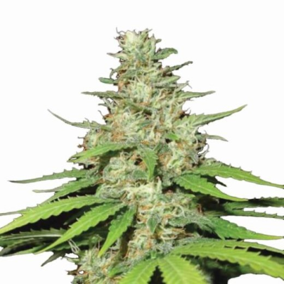 Nirvana - Top-44 regular