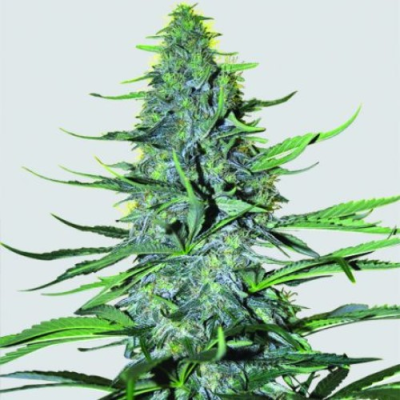 Nirvana - White Widow regular