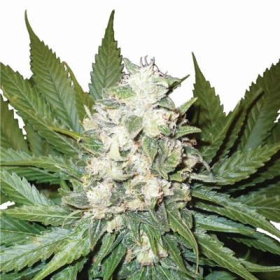 Nirvana - Wonder Woman Auto