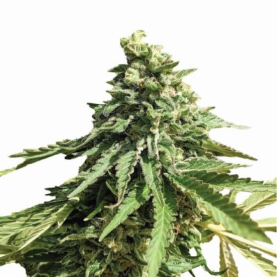 Nirvana - Wonder Woman regular