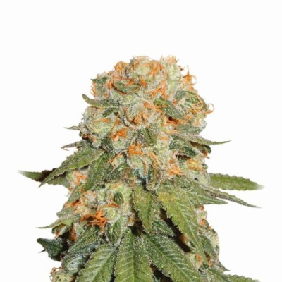 Nirvana - Orange Bud regular