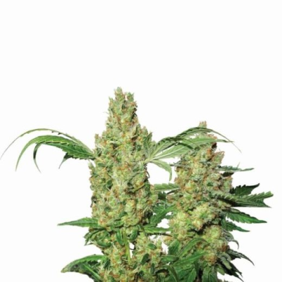 Nirvana - Pure Power Plant Auto