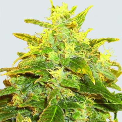 Nirvana - Pure Power Plant regular