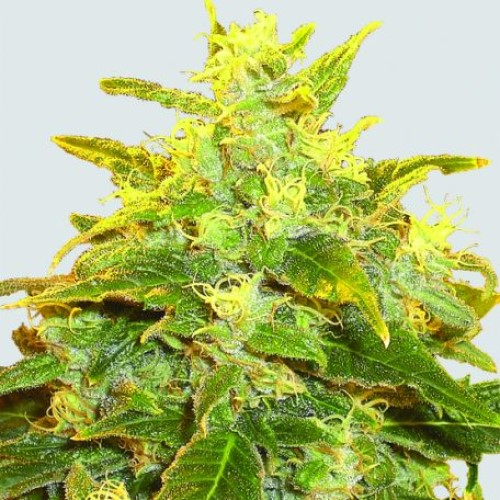 Nirvana - Pure Power Plant regular