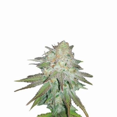 Nirvana - Raspberry Cough Auto