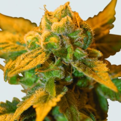 Nirvana - Raspberry Cough regular