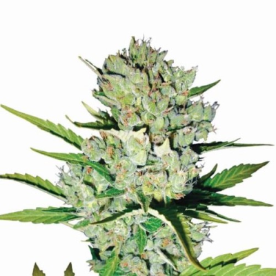 Nirvana - Skunk #1 Auto