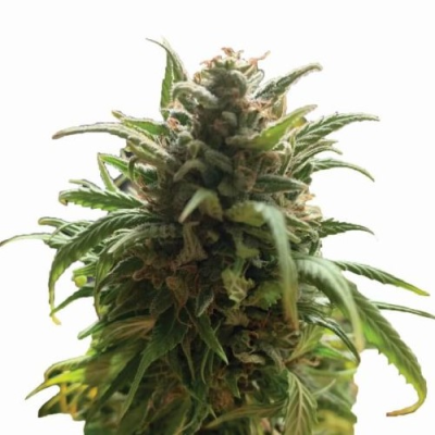 Nirvana - Blue Dream regular