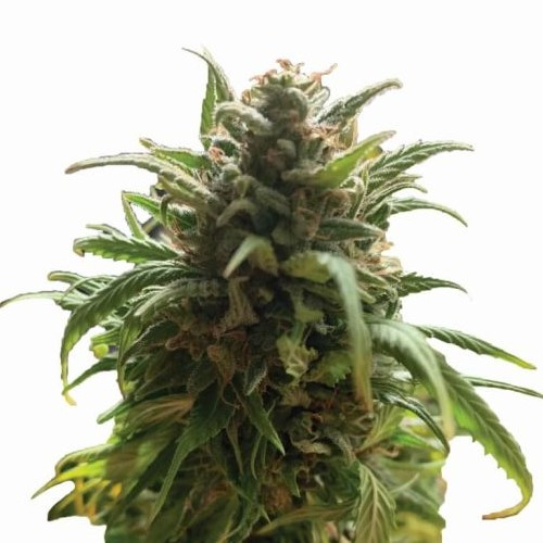 Nirvana - Blue Dream regular