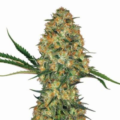 Nirvana - Hindu Kush Auto