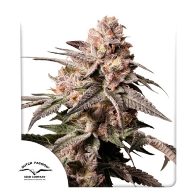 Dutch Passion - Slush Mint Cake