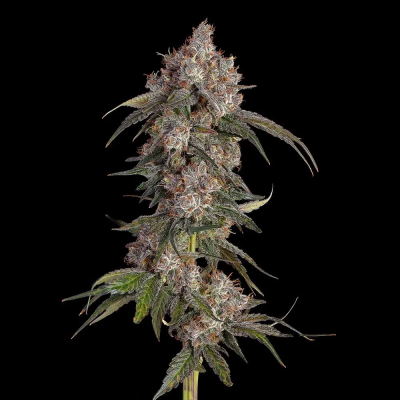 Happy Valley Genetics - Game Over