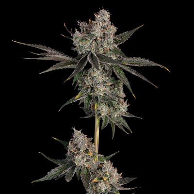 Happy Valley Genetics - Knockout