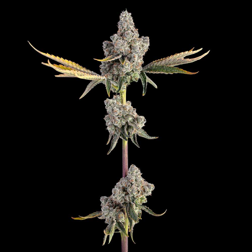 Happy Valley Genetics - Overtime