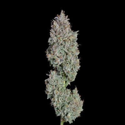 Happy Valley Genetics - Easy Button Auto