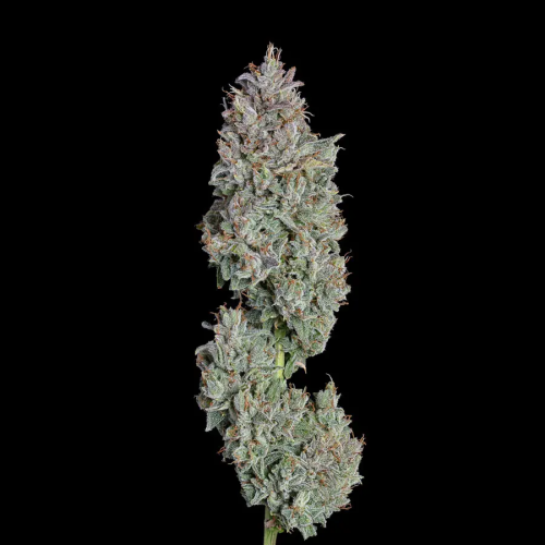 Happy Valley Genetics - Easy Button Auto