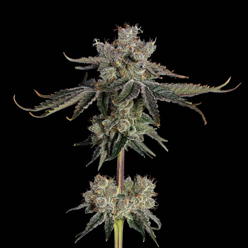 Happy Valley Genetics - Sweet 16