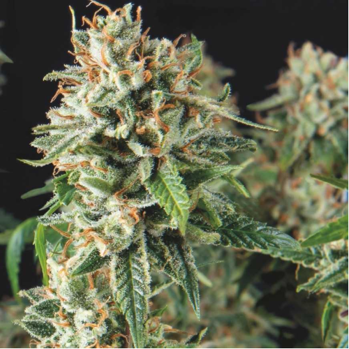 Pyramid Seeds - Super OG Kush Fast