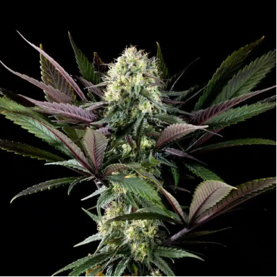 Kannabia Seeds - Apple Fritter BioBoost