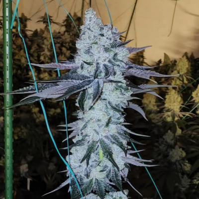 Ethos Genetics - All the Sauces R1