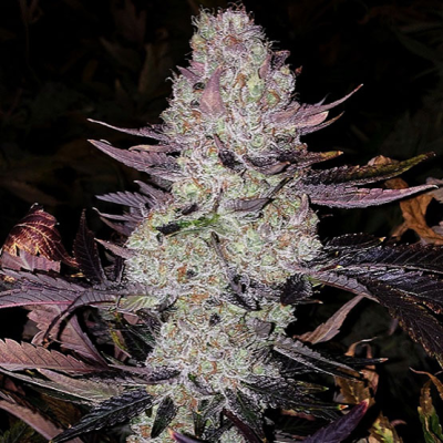 Ethos Genetics - Grape Diamonds R2