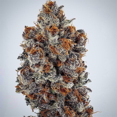 Ethos Genetics - Banana Hammock RBX