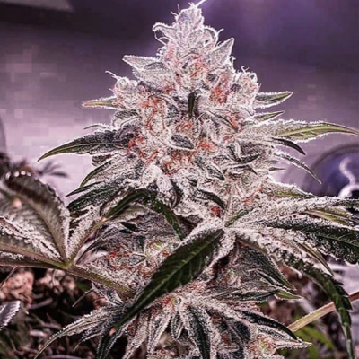 Ethos Genetics - Ethos Apex R1