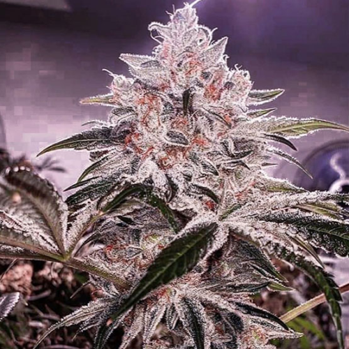 Ethos Genetics - Ethos Apex R1