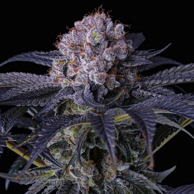 Ethos Genetics - Grape Balls Of Fire RBX