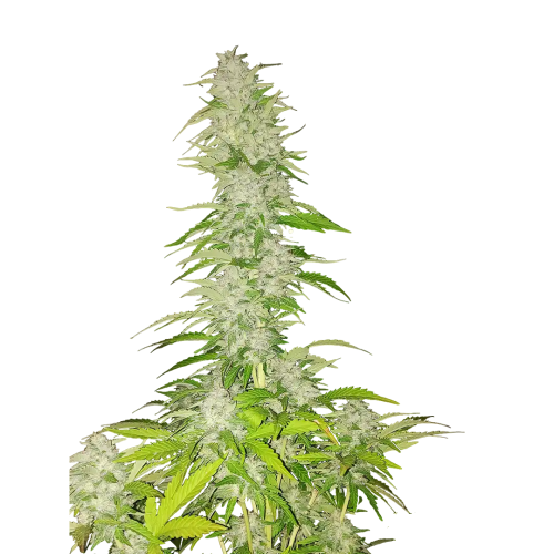 Nuka Seeds - Hobo Surfer