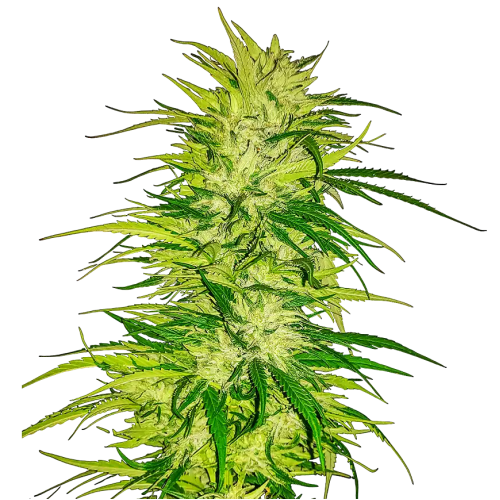 Nuka Seeds - Prodigy