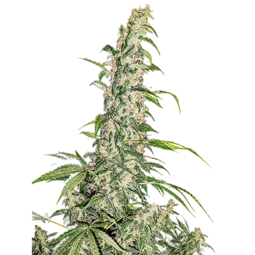 Nuka Seeds - Baba Yaga Auto