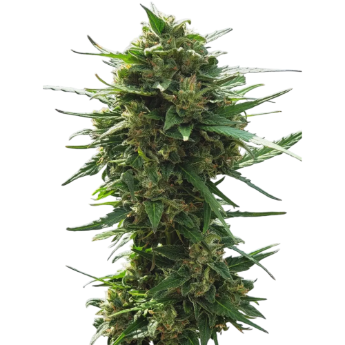 Nuka Seeds - Automaton