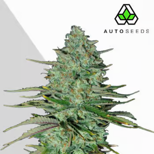 Auto Seeds - Apple Fritters Auto