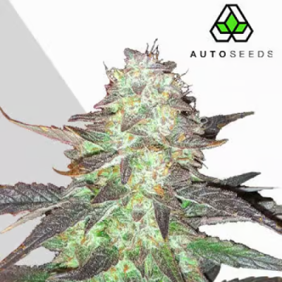 Auto Seeds - Ghost Train Haze Auto