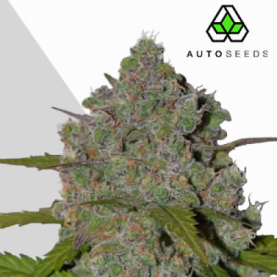 Auto Seeds - Green Crack Auto