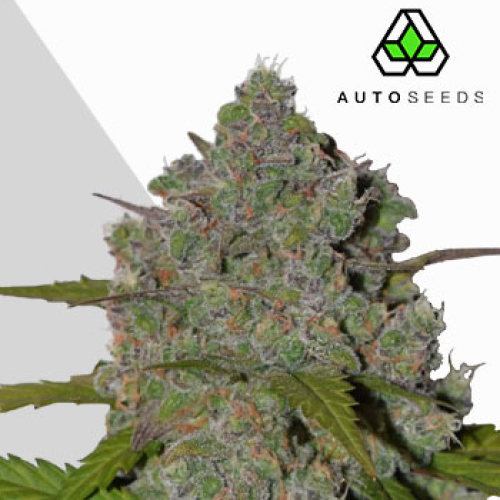 Auto Seeds - Green Crack Auto