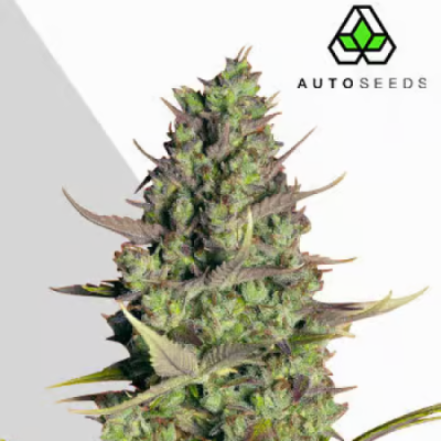 Auto Seeds - Wedding Cake Auto