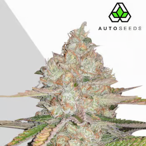Auto Seeds - Pineapple Express Auto