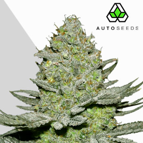Auto Seeds - Sour Diesel Auto