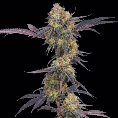 Barney´s Farm - Tropicana Cherry