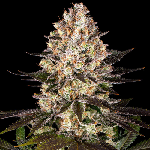 Barney´s Farm - Hindu Kush