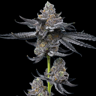 Barney´s Farm - LFG