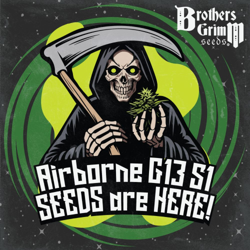 Brothers Grimm Seeds - Airborne G13 S1